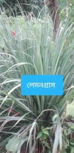 খাঁটি শুকানো লেমনগ্রাস (Dried Lemongrass)