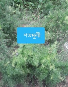 খাঁটি শতমূলী মূল (Dried Shatavari Root)