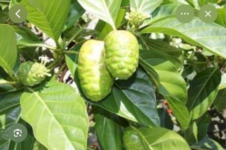 প্রিমিয়াম কোয়ালিটির ননি ফল!